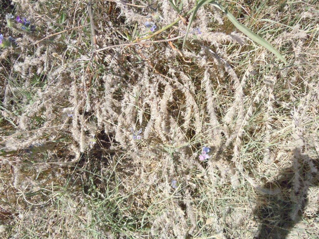 Echium sabulicola / Viperina delle spiagge